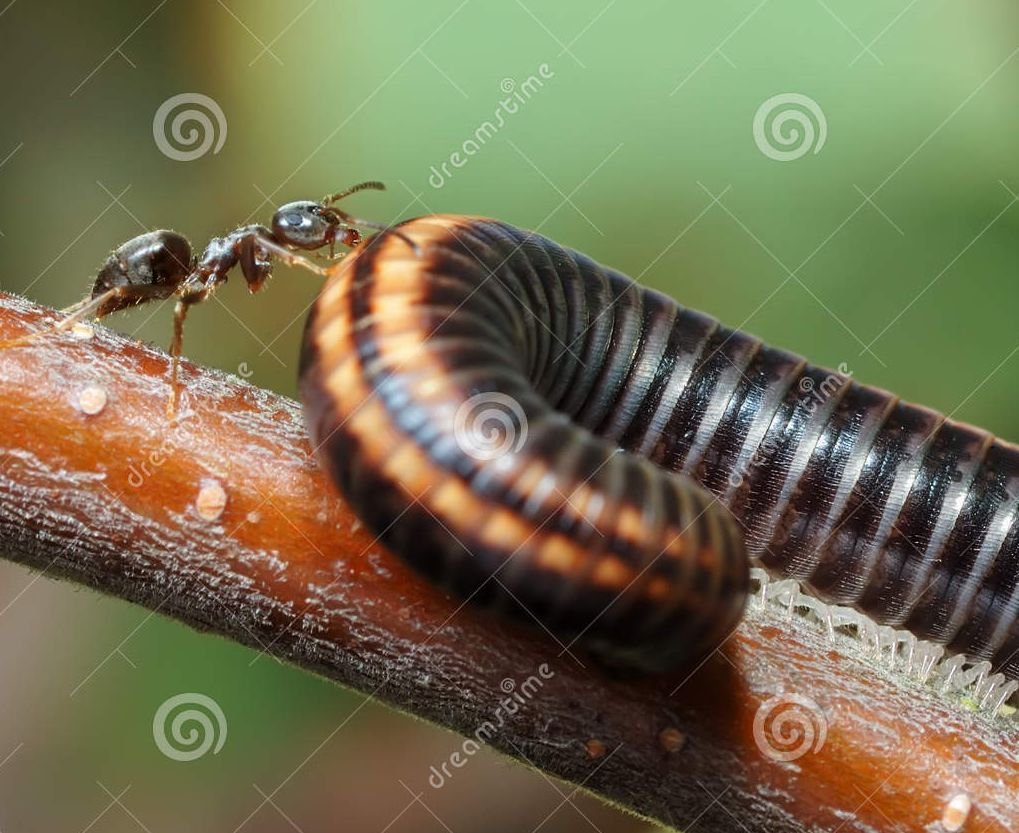 hormiga-y-milpis-12802769