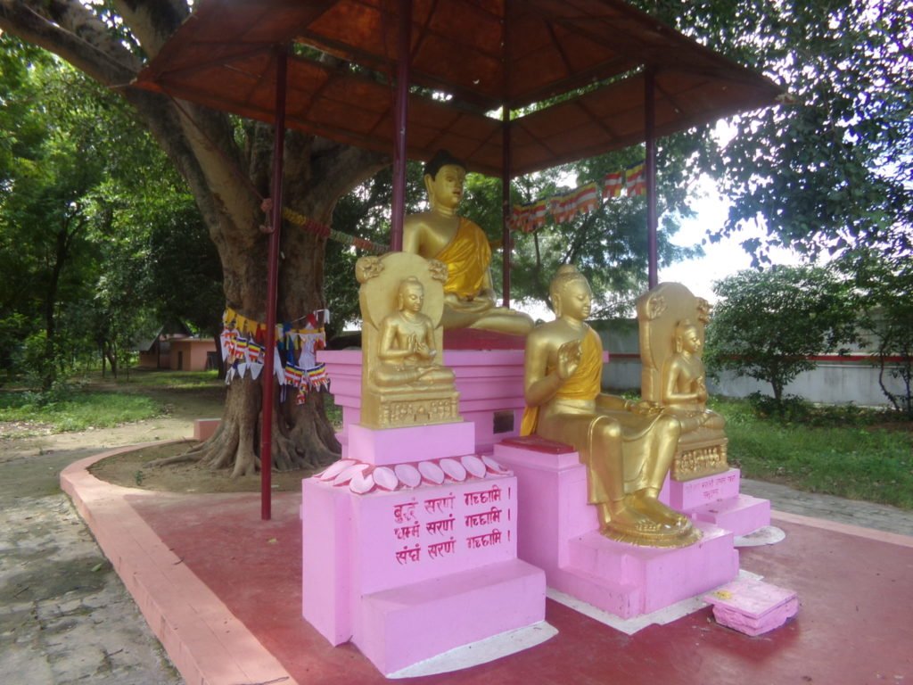 El árbol brotado de un gajo de aquél bajo el cuál recibiera la Iluminación